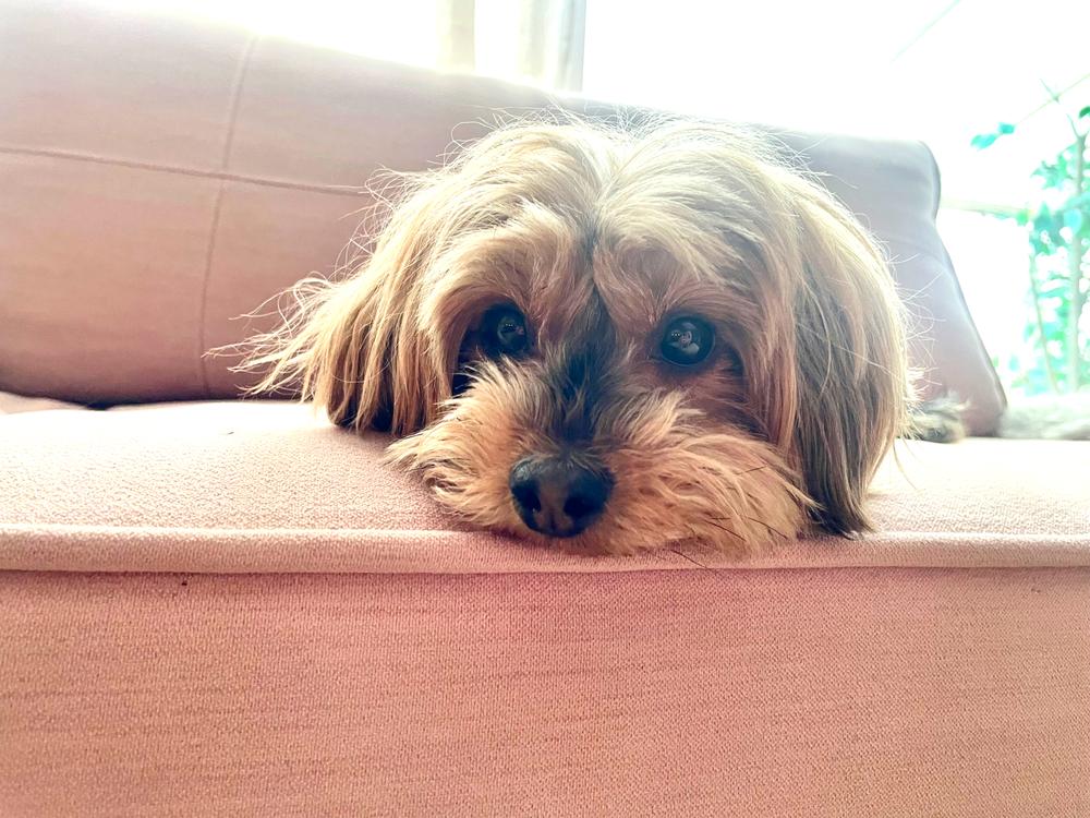 Tussi, en liten lyshåret hund, ligger på en sofa